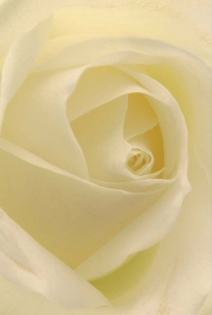 Viewed up close, this classic white rose reveals not only its perfect spiral but also the remarkable layering and softness that define exceptional floristry in West Kensington. Each petal, shaded in tones of cream and warm ivory, reflects the gentle daylight you might find filtering through tree canopies in nearby Holland Park. The bloom's arrangement is one of pure tranquility: the petals wrap seamlessly around the heart of the rose, their matte, satin-like texture nearly glowing from within. In the interplay of light and shadow, there is an impression of gentle movement, as if the entire flower is breathing with the rhythmic pace of city life just beyond the shop doors. For a romantic gesture, an apology borne on creamy petals, or as a striking centerpiece at a Notting Hill wedding, this rose embodies understated luxury and emotional depth. The nearly translucent edges of each outer petal stand as a testament to nature's resilience and the intuitive guidance of a local florist's trained hands. The scent is light and serene-a soothing whisper of freshness that brings a sense of peace, whether delivered to a home on Hammersmith Road or displayed at a heartfelt family gathering nearby.